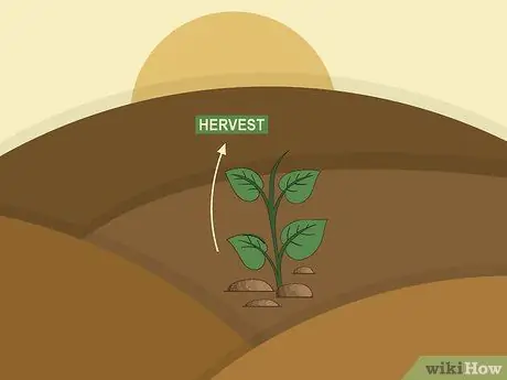 Вырасти Таро Шаг 13