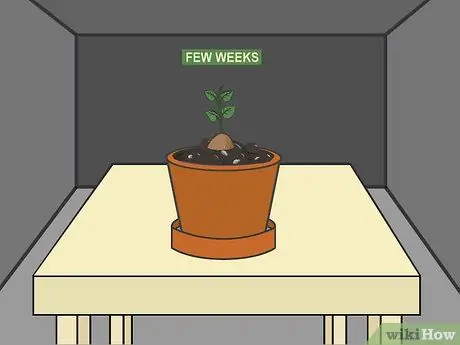 Расти Таро Шаг 04