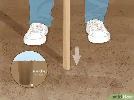 Выращивание фасоли Runner Step 10