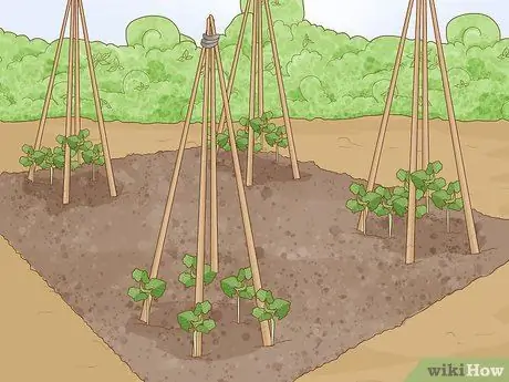 Выращивание фасоли бегунка Шаг 12