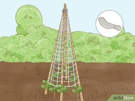 Выращивание фасоли Runner Step 13