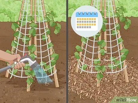 Выращивание фасоли Runner Step 14