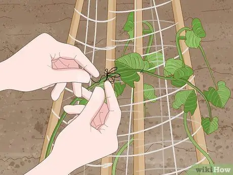 Выращивание фасоли Runner Step 15