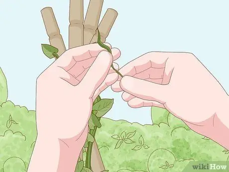 Выращивание фасоли Runner Step 16