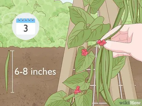 Выращивание фасоли Runner Step 17