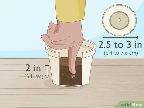 Выращивание фасоли бегунов, шаг 2