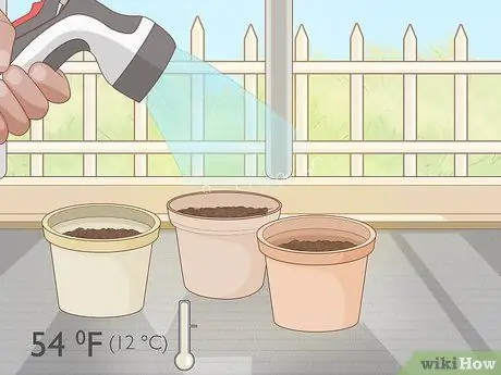 Выращивание фасоли Runner Step 3