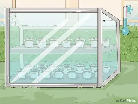 Выращивание фасоли бегунов Шаг 4