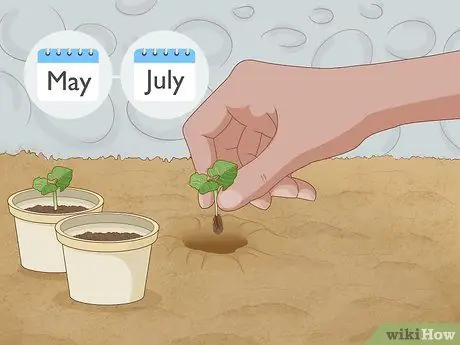 Выращивание фасоли бегунов Шаг 5