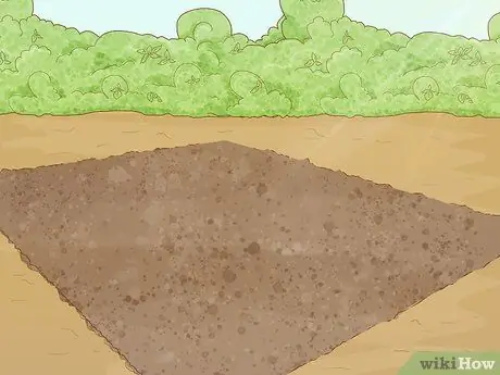 Выращивание фасоли бегунов Шаг 6