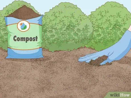 Выращивание фасоли бегунов Шаг 8