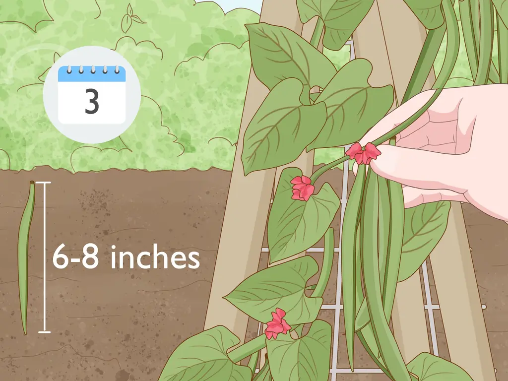 4 способа выращивания фасоли