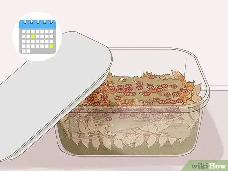 Выращивание мотыля Шаг 11