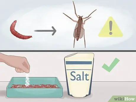 Выращивание мотыля Шаг 14