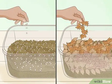 Выращивание мотыля, шаг 6