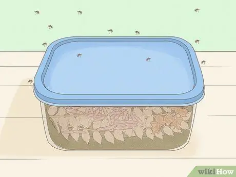 Выращивание мотыля, шаг 7