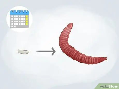 Выращивание мотыля Шаг 9