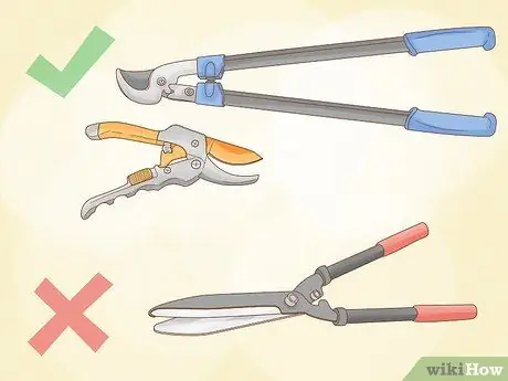 Чернослив Mock Orange Shrubs Шаг 1