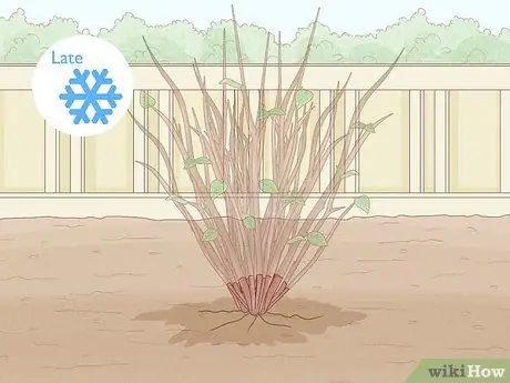 Prune Mock Orange Shrubs Шаг 10