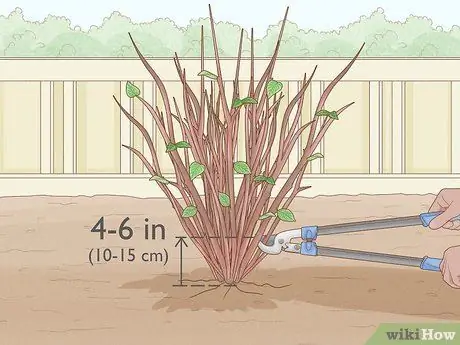 Чернослив Mock Orange Shrubs Шаг 11