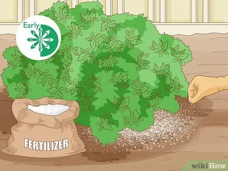 Prune Mock Orange Shrubs Шаг 12