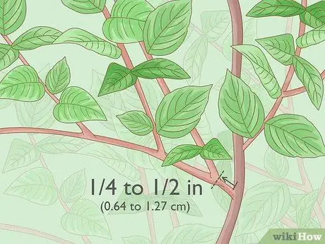 Обрезка кустарников апельсина Шаг 3