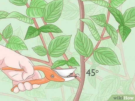 Обрезка кустарников апельсина Шаг 4