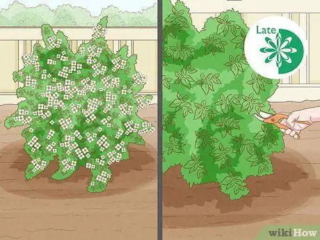 Обрезка кустарников апельсина Шаг 5