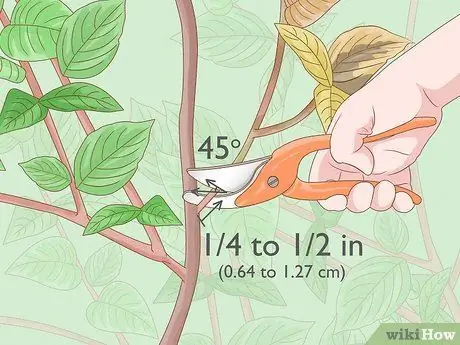 Чернослив Mock Orange Shrubs Шаг 6