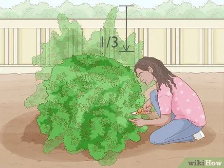 Чернослив Mock Orange Shrubs Шаг 7