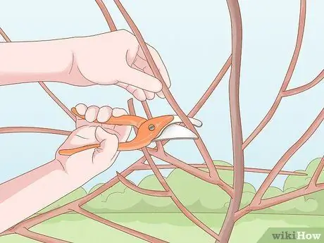 Чернослив Mock Orange Shrubs Шаг 8