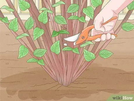 Чернослив Mock Orange Shrubs Шаг 9