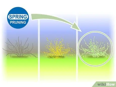 Чернослив Forsythia Step 01