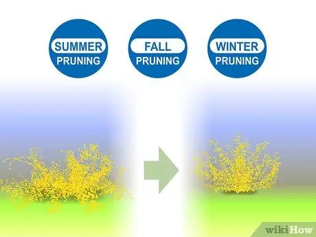 Чернослив Forsythia Step 02