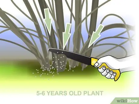 Чернослив Forsythia Step 04