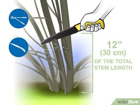 Чернослив Forsythia Step 05