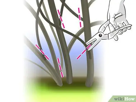 Чернослив Forsythia Step 06