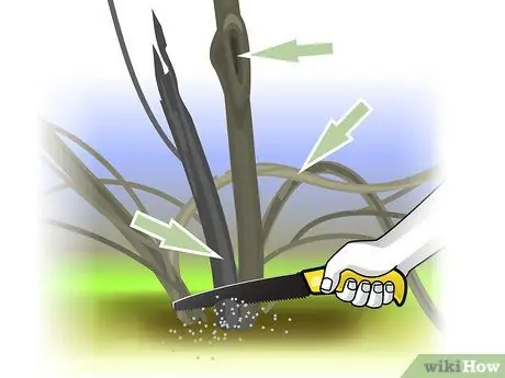 Чернослив Forsythia Step 07