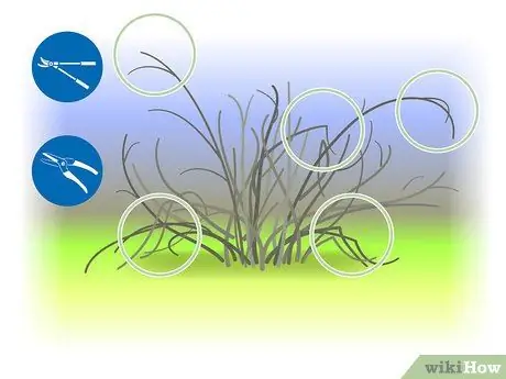 Чернослив Forsythia Step 08