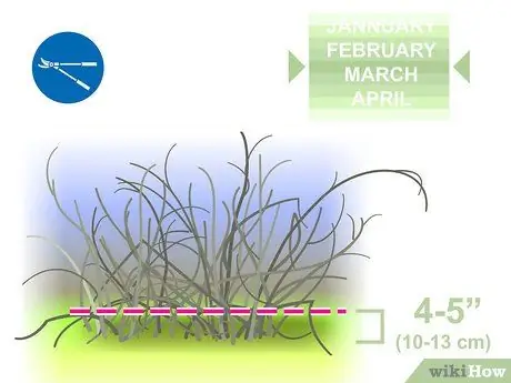 Чернослив Forsythia Step 09