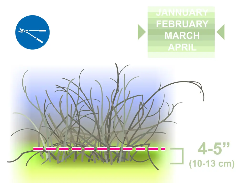 Как обрезать форзицию: 9 шагов (с иллюстрациями)