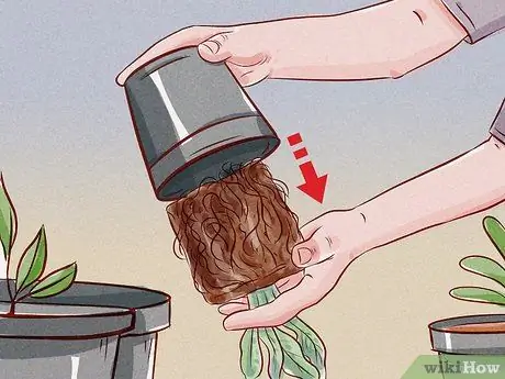 Подрезать корни Шаг 1