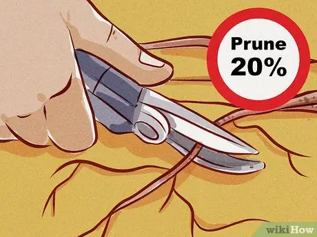 Подрезать корни Шаг 11