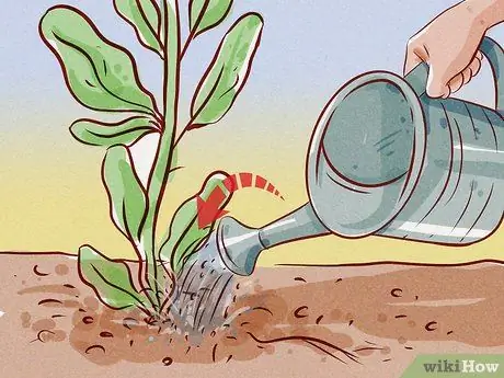 Подрезать корни Шаг 13