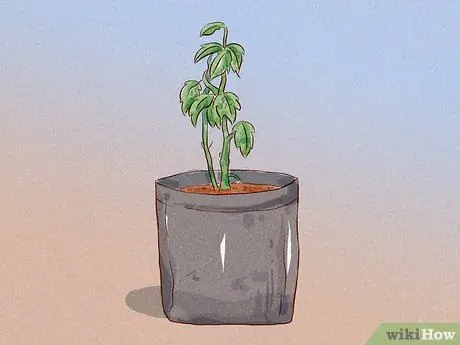 Подрезать корни Шаг 14