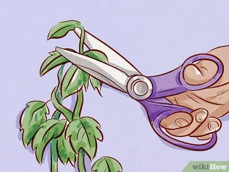 Подрезать корни Шаг 16