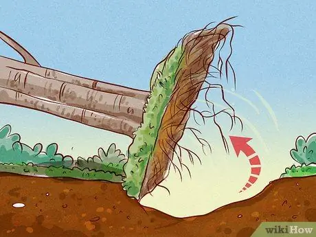 Подрезать корни Шаг 17