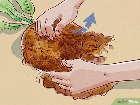 Подрезать корни Шаг 3