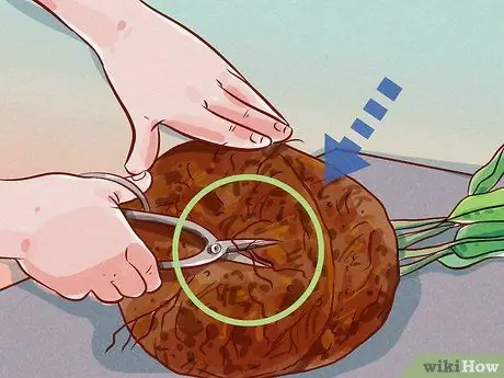 Подрезать корни Шаг 4