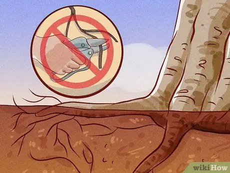 Подрезать корни Шаг 7